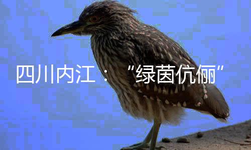 四川内江:“绿茵伉俪”扎根县城 做“铿锵玫瑰”“筑梦人”